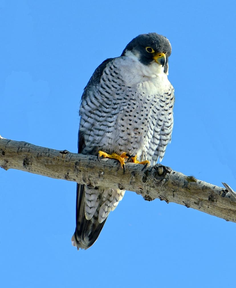 Falco peregrinus