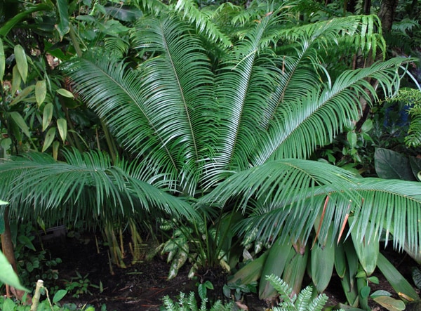 Cycas wadei