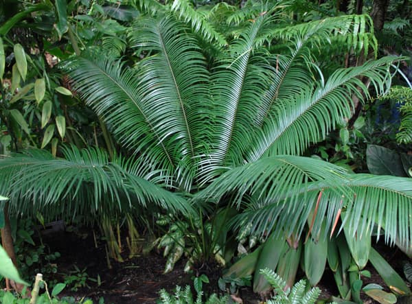 Cycas wadei
