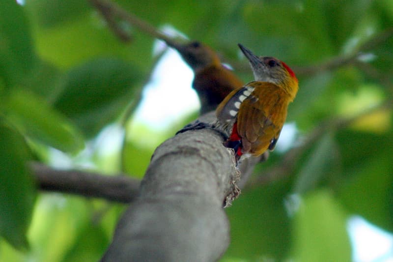 Red-rumped woodpecker