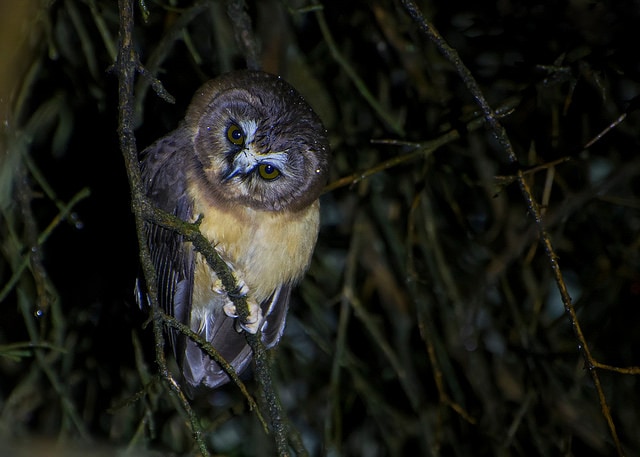 Unspotted saw-whet owl