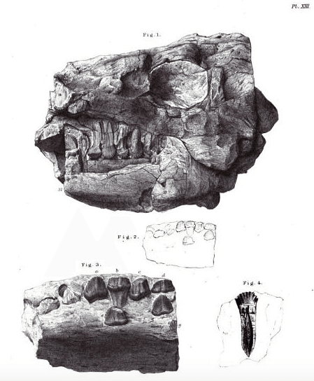 Anthodon
