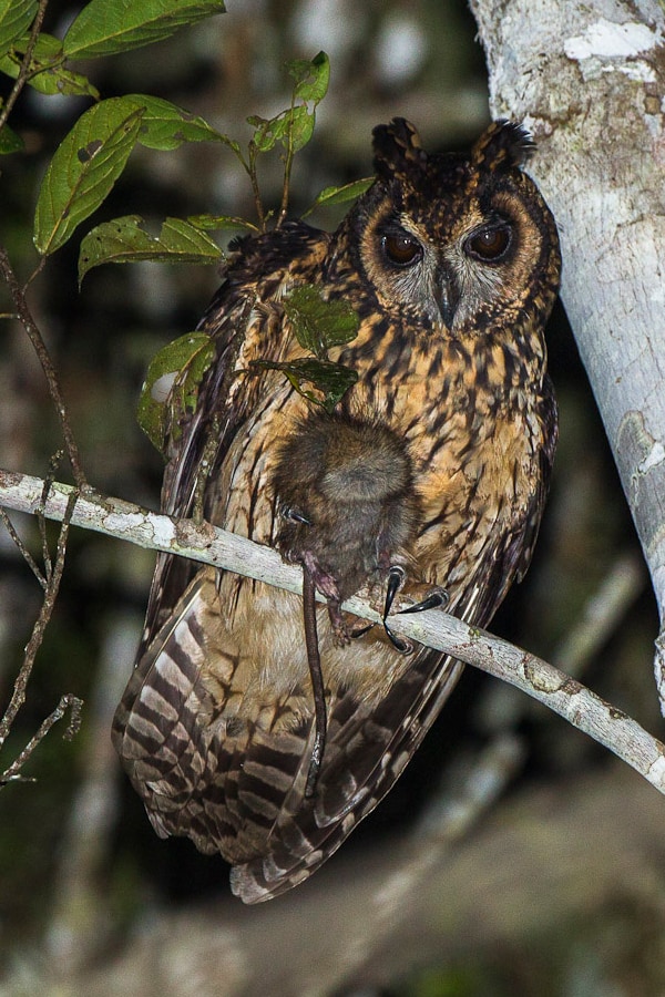 Madagascar owl