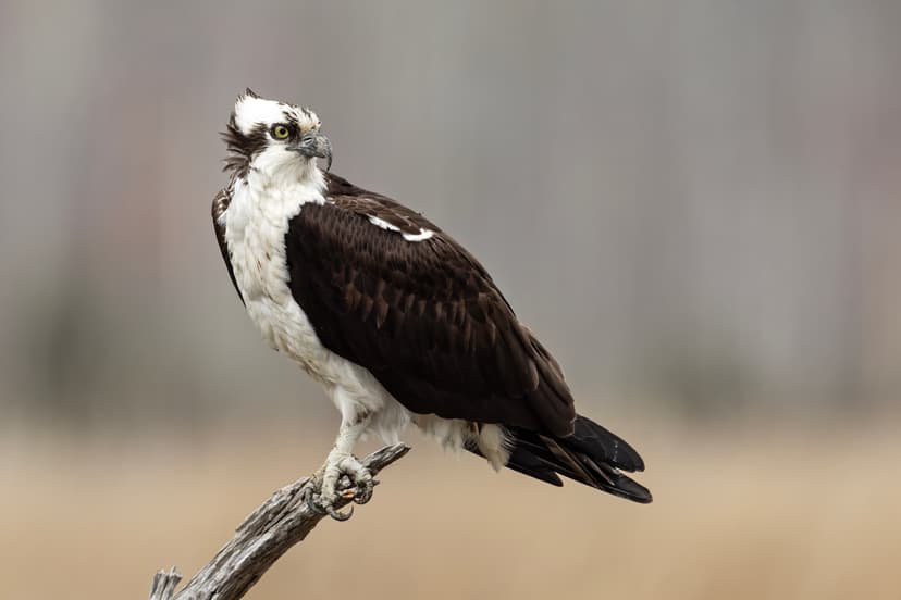 Pandion haliaetus