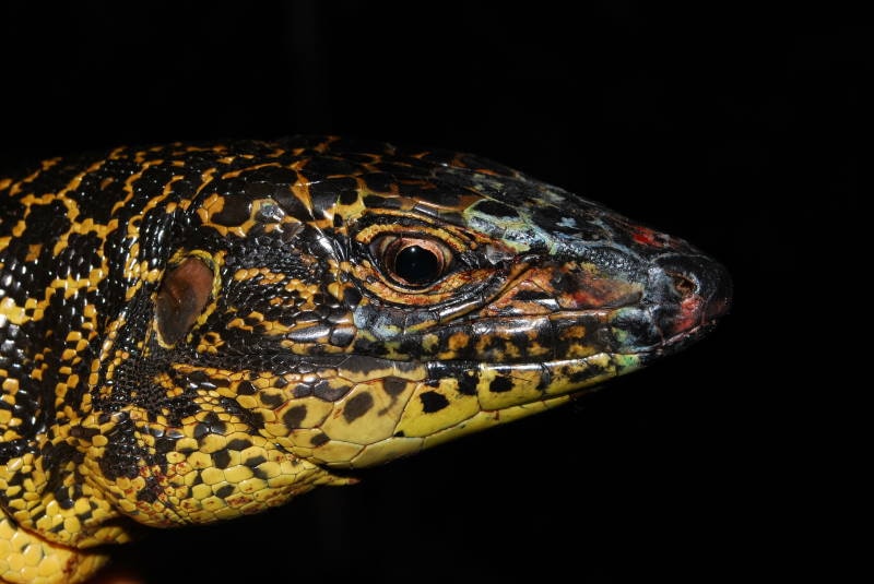 Tupinambis teguixin