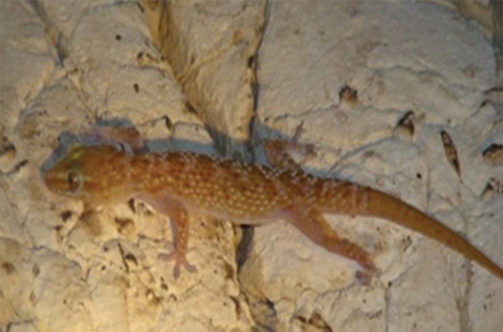 Hemidactylus persicus