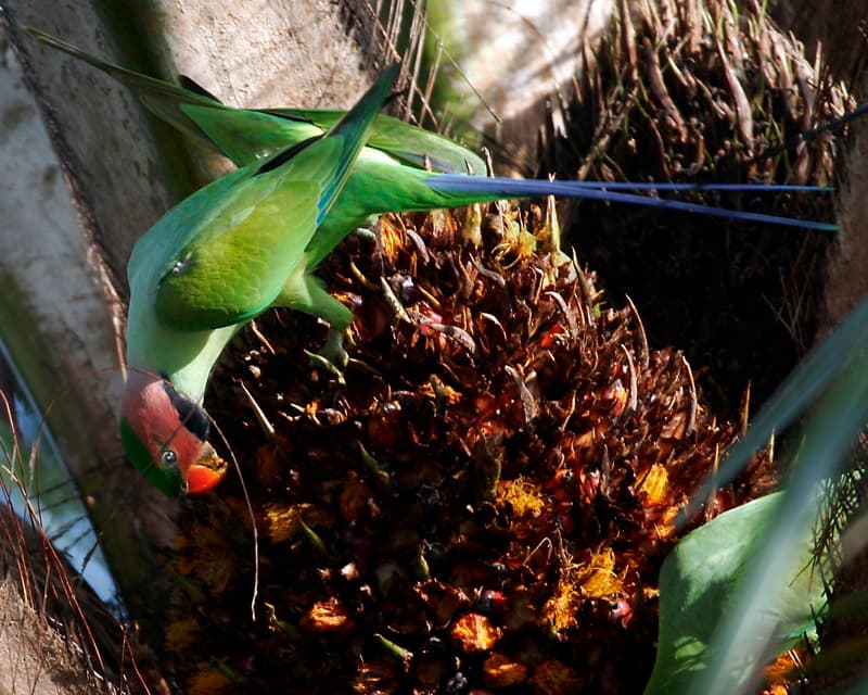 Long-tailed parakeet