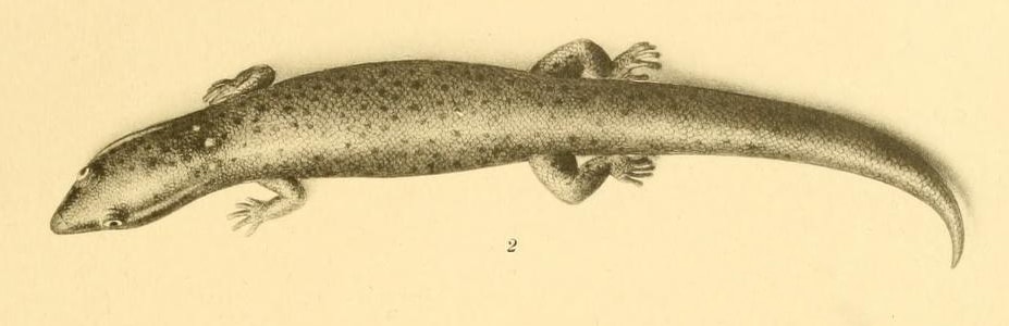 Black-spotted least gecko