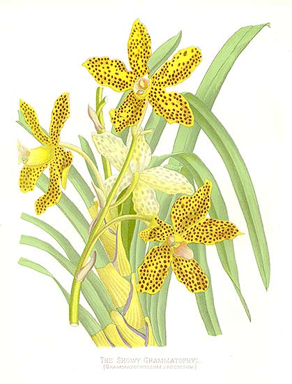 Grammatophyllum