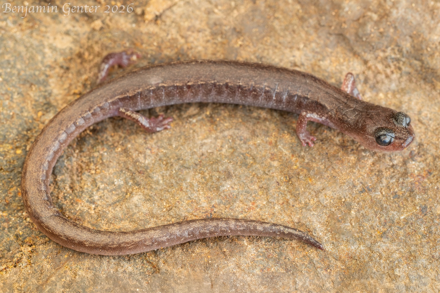Channel Islands slender salamander