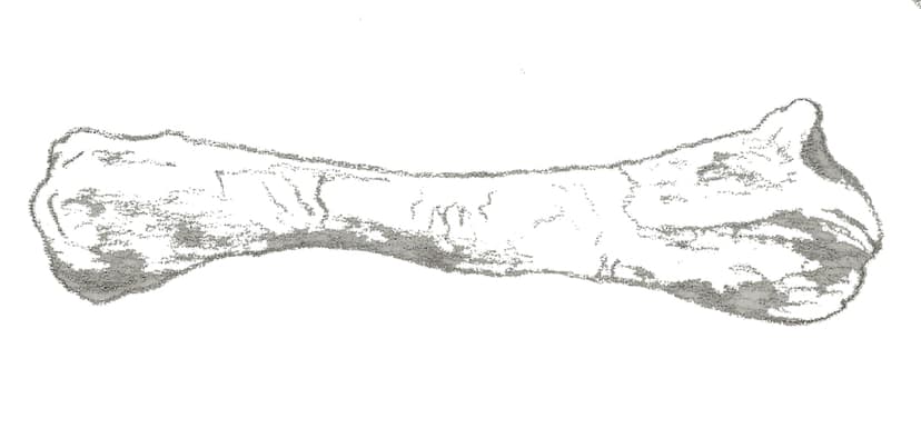Chienkosaurus