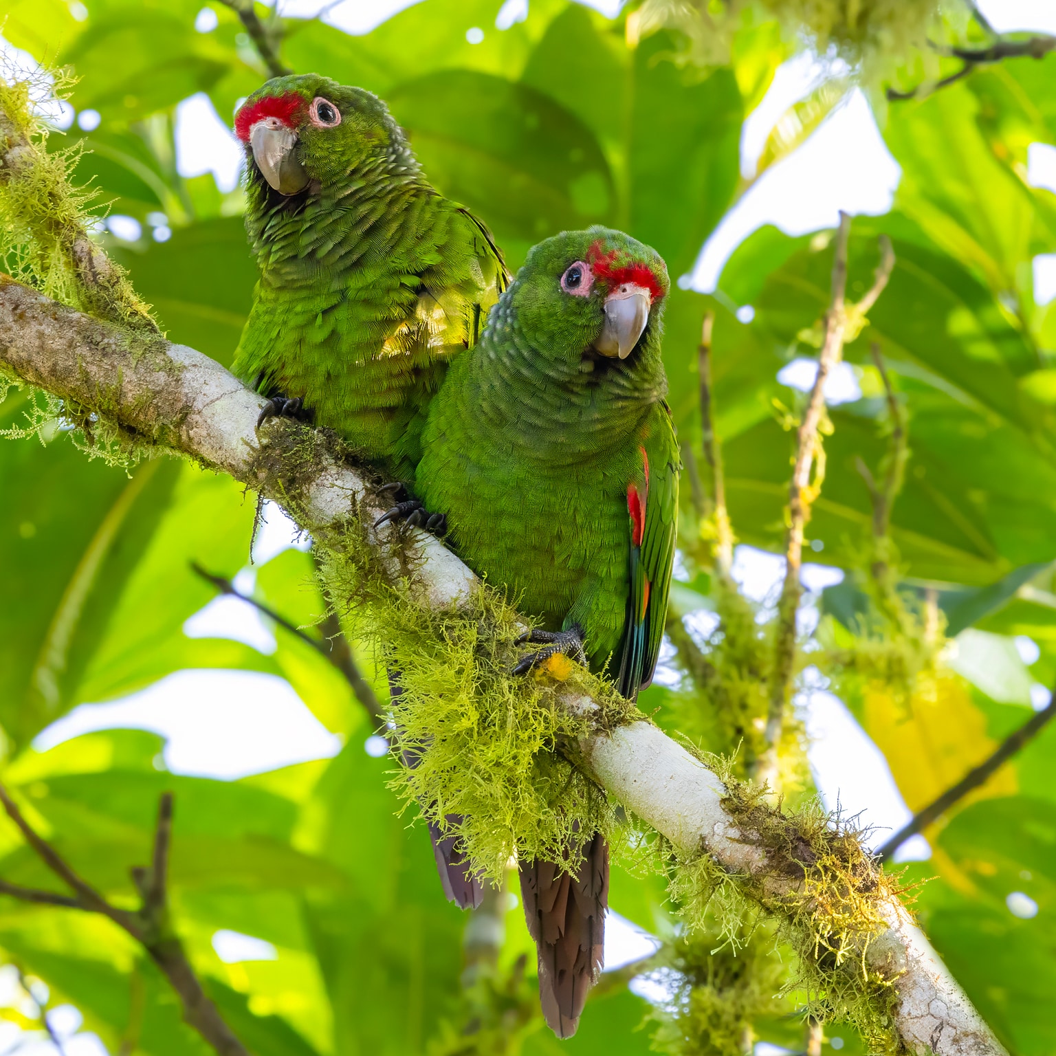 El Oro parakeet