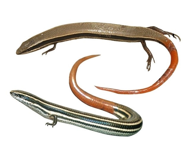 Madascincus igneocaudatus