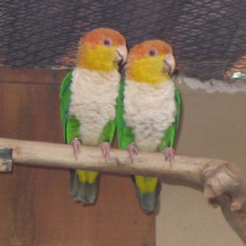 Green-thighed parrot