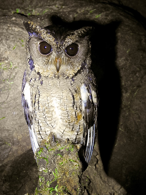 Indian scops owl