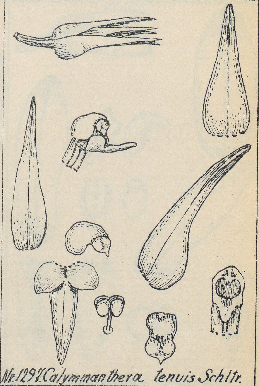 Calymmanthera