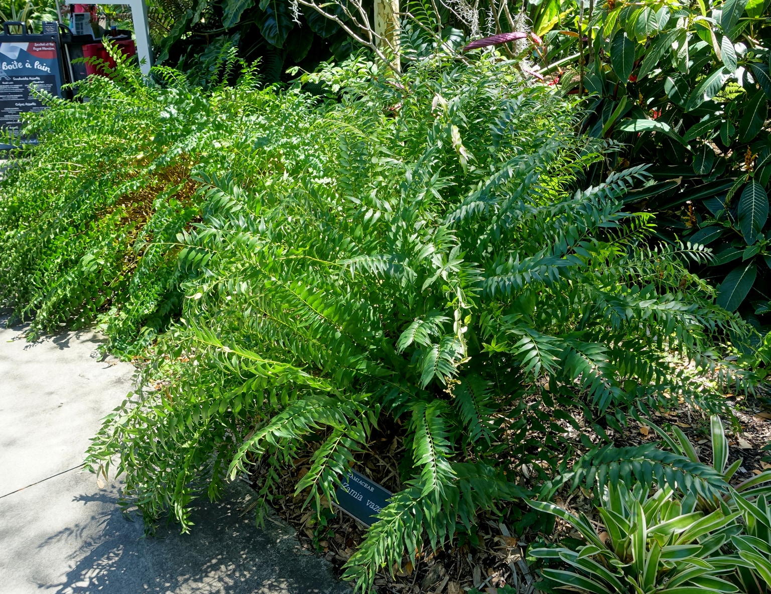 Zamia vazquezii