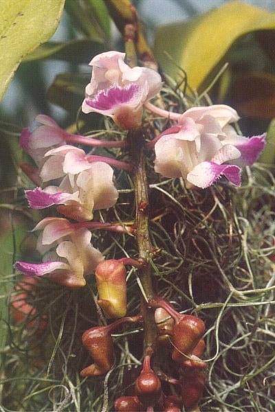 Aerides