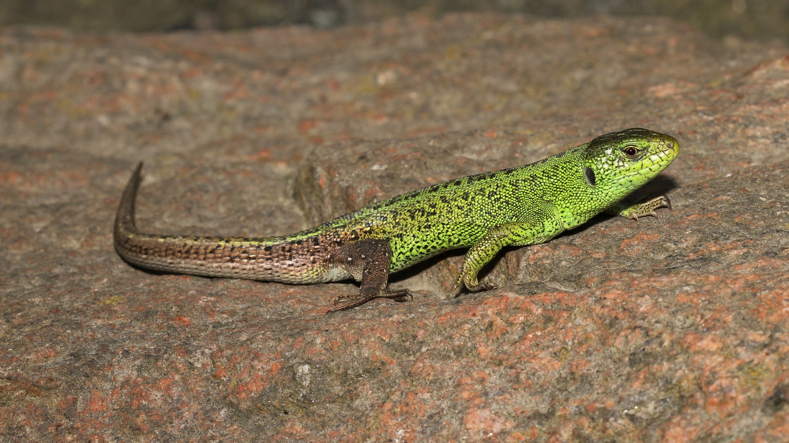 Sand lizard