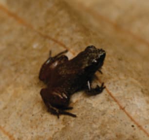 Adelophryne gutturosa
