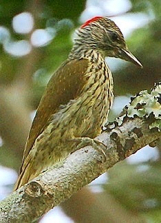 Mombasa woodpecker