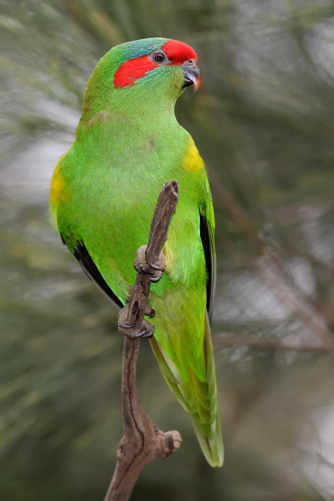 Musk lorikeet