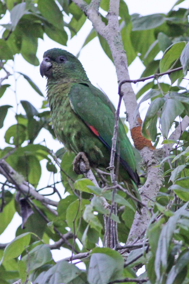 Black-billed amazon