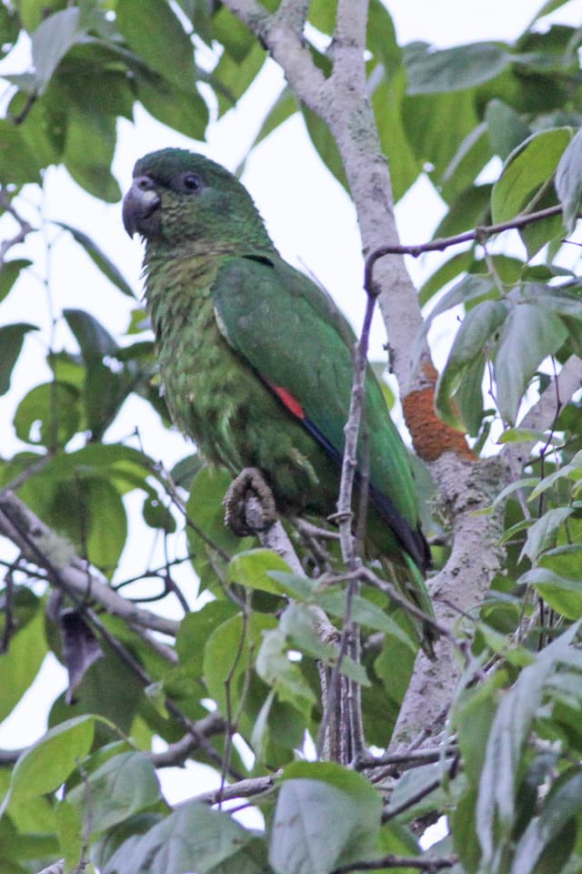 Black-billed amazon