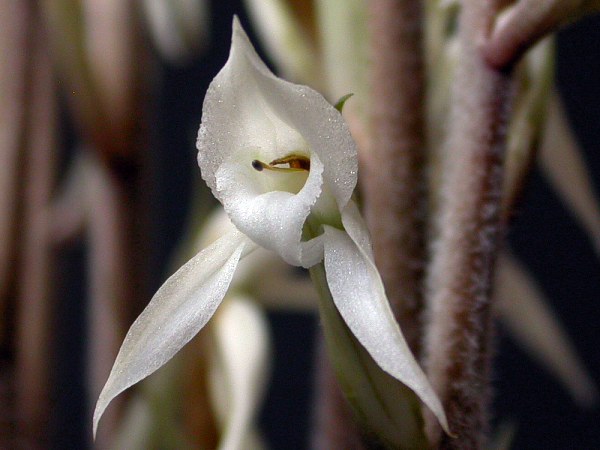 Eltroplectris
