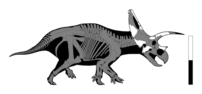 Bravoceratops