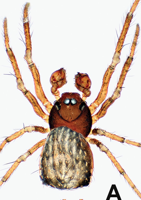 Symphytognathidae