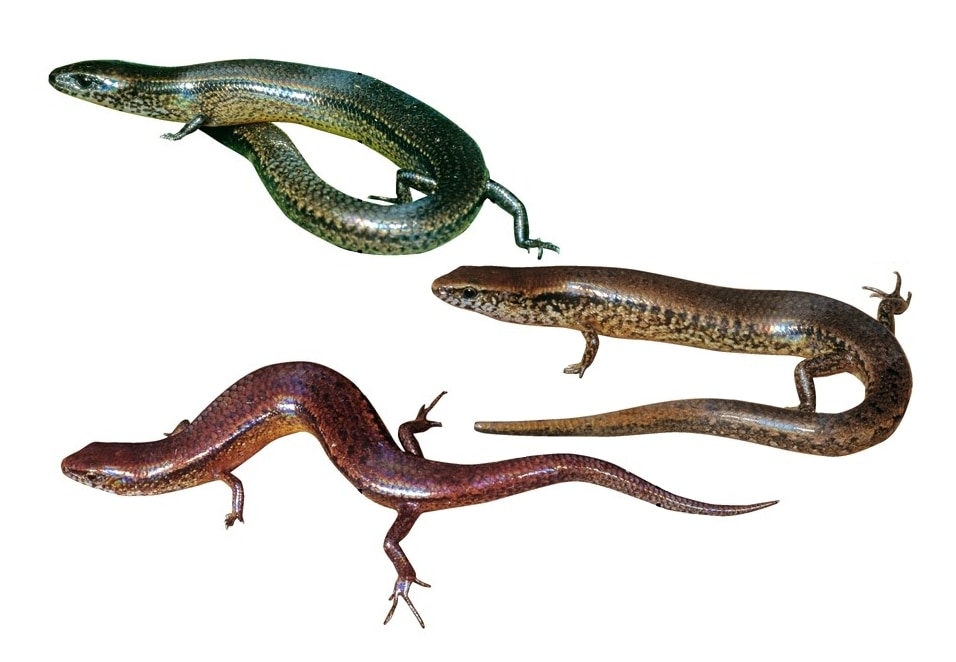 Madascincus melanopleura