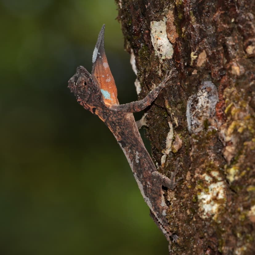 Spotted flying dragon