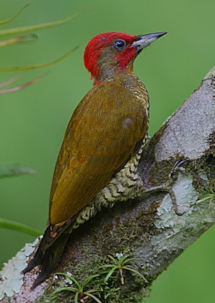 Rufous-winged woodpecker