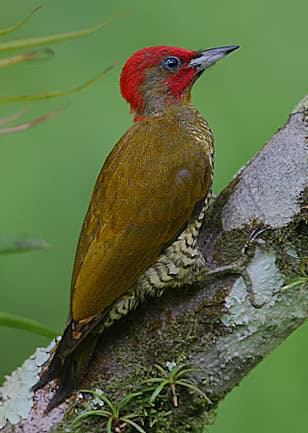 Rufous-winged woodpecker