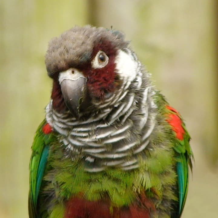 Grey-breasted parakeet