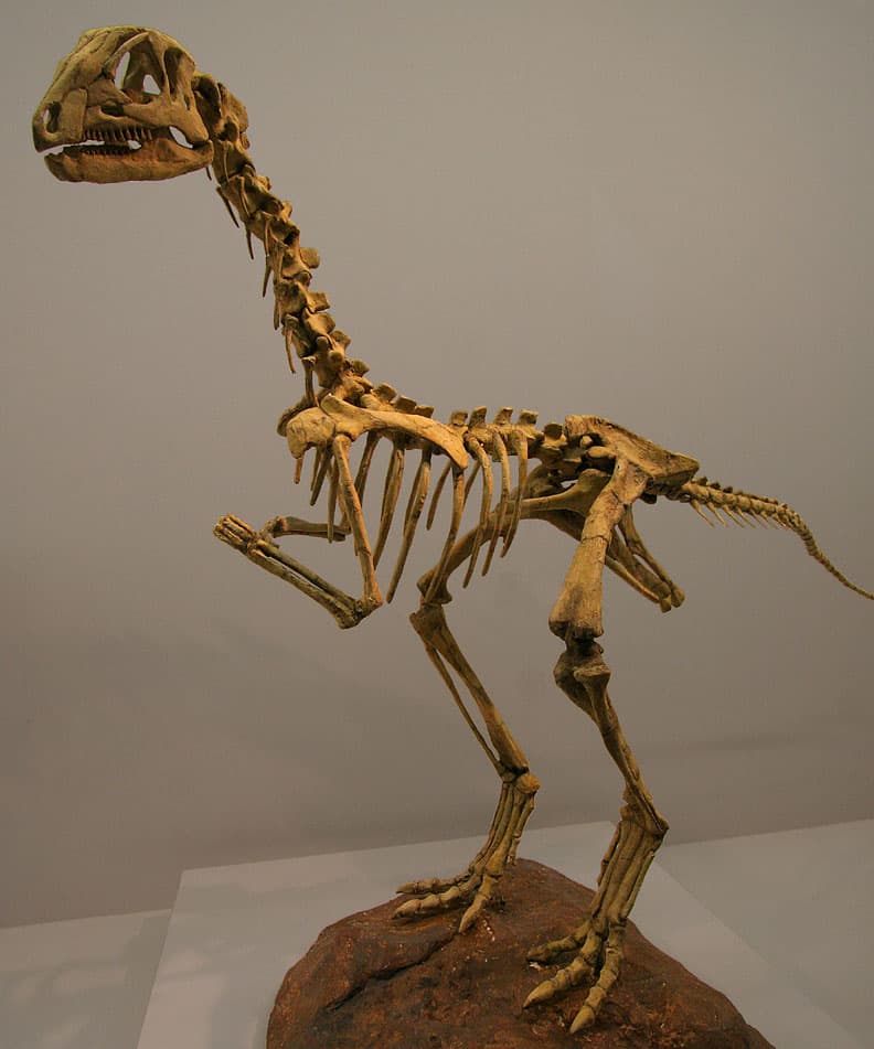 Anabisetia