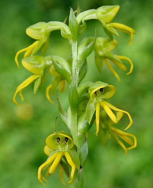 Habenaria