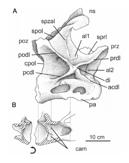 Cathartesaura