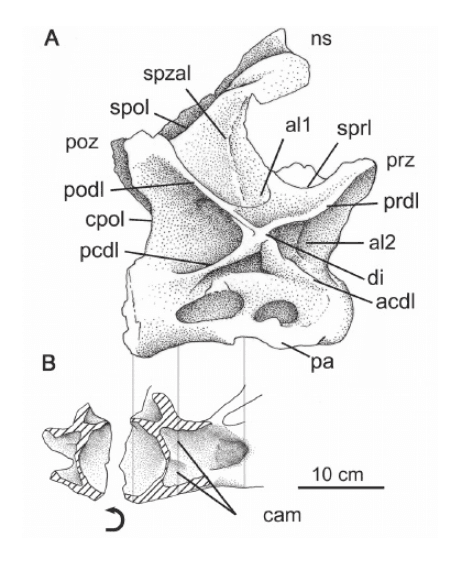 Cathartesaura