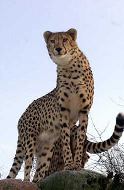 Ree Park Safari