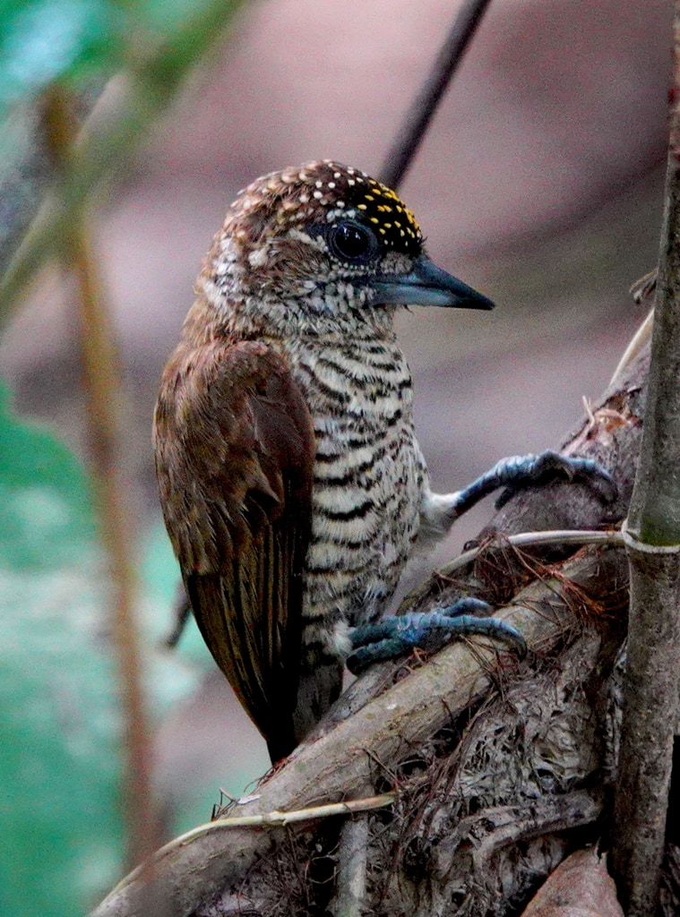 Orinoco piculet