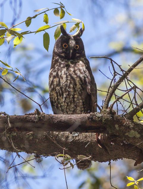 Stygian owl