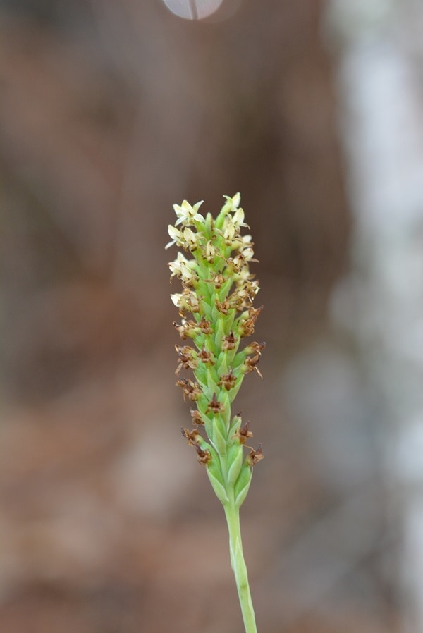 Galeoglossum