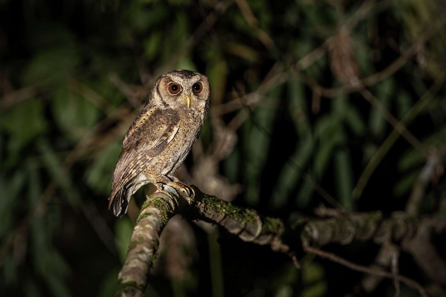 Collared scops owl
