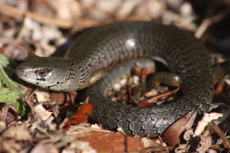Cyclodomorphus casuarinae