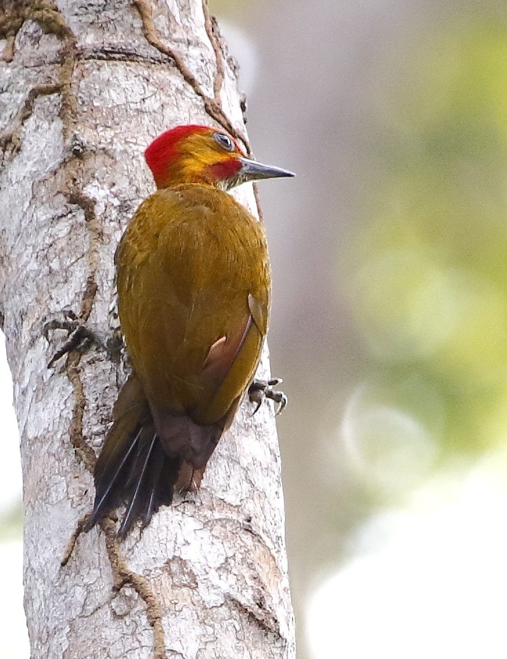 White-throated woodpecker