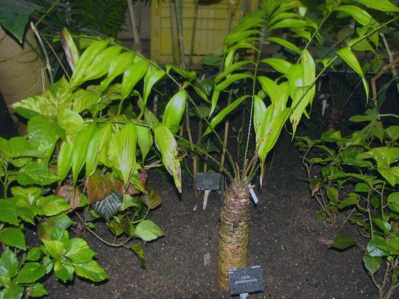 Zamia pseudomonticola