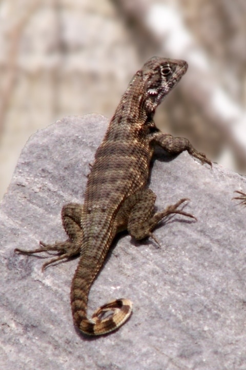 Cuban curlytail lizard