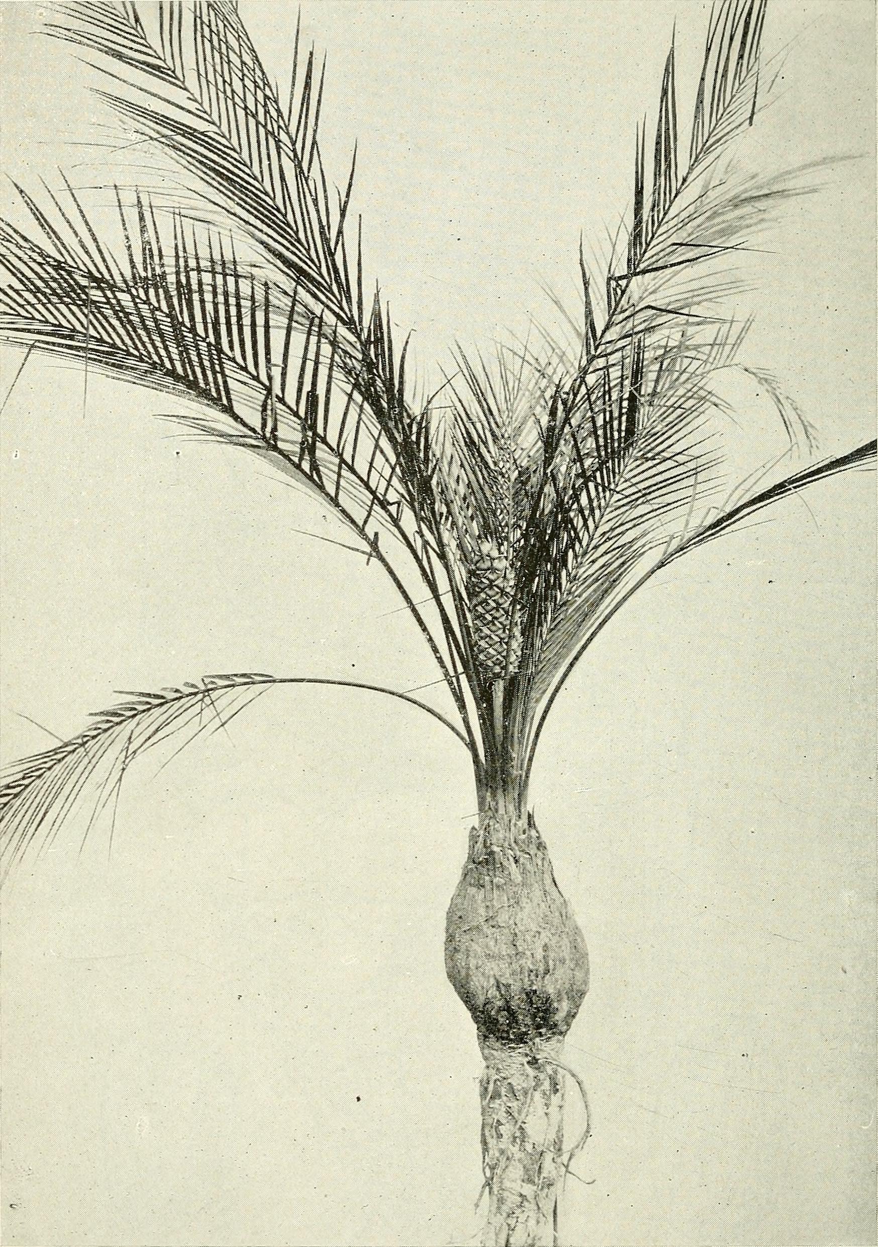 Macrozamia platyrhachis